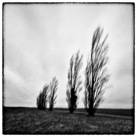 Trees II - Série Glitches - Photo : © Sebastien Desnoulez Photographe auteur