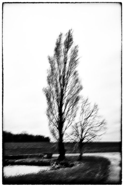 Trees IV - Série Glitches - Photo : © Sebastien Desnoulez Photographe auteur