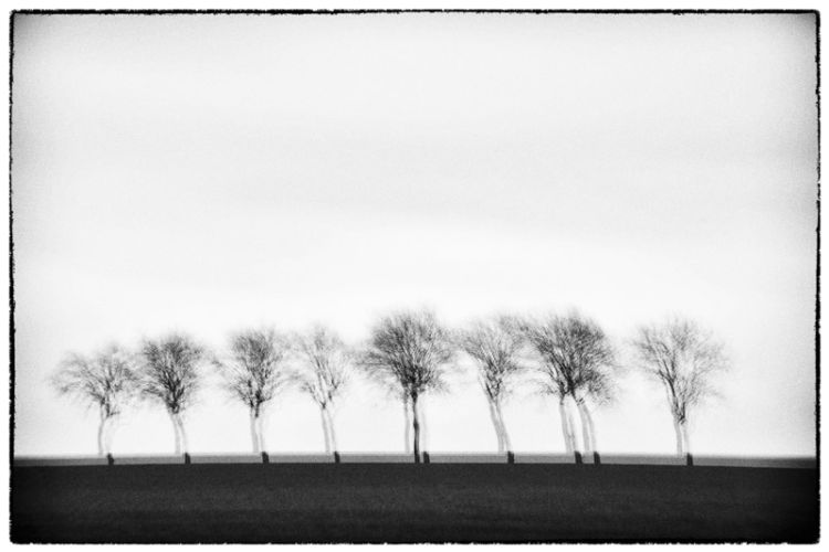 Trees - Série Glitches - Photo : © Sebastien Desnoulez Photographe auteur