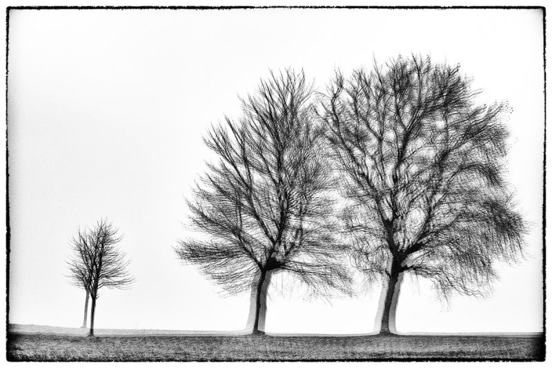 Three trees - Série Glitches - Photo : © Sebastien Desnoulez