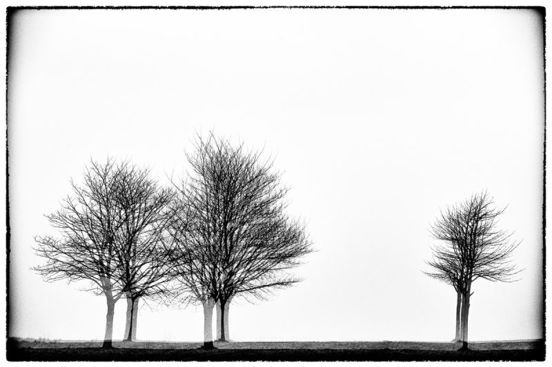Three times three trees - Série Glitches - Photo : © Sebastien Desnoulez