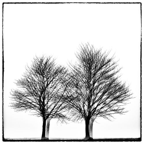Three times two trees - Série Glitches - Photo : © Sebastien Desnoulez