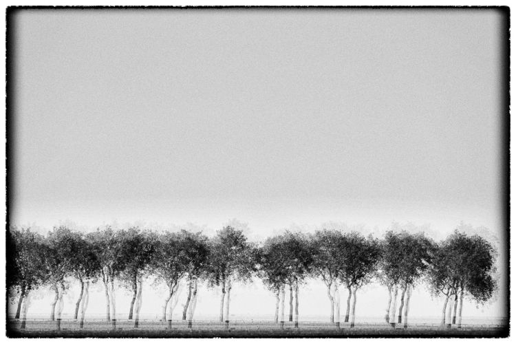 Line of Trees - Série Glitches - Photo : © Sebastien Desnoulez