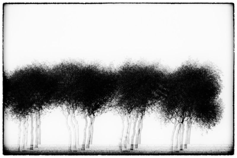 Three times four trees - Série Glitches - Photo : © Sebastien Desnoulez Photographe auteur