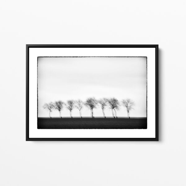 Trees serie Glitches framed print photo Sebastien Desnoulez Photographe auteur