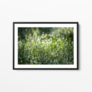 Grass and dew - Framed print - Lumières de Bretagne – Photo : © Sebastien Desnoulez Photographe auteur